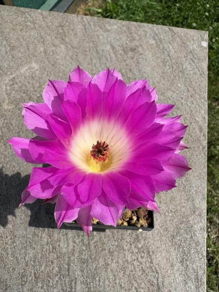 Echinocereus rigidissimus var. rubrispinus